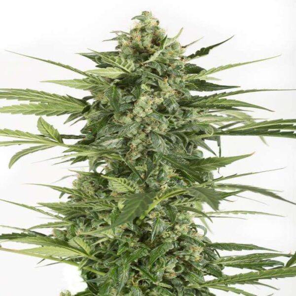 Blue Cheese Autoflowering Seeds