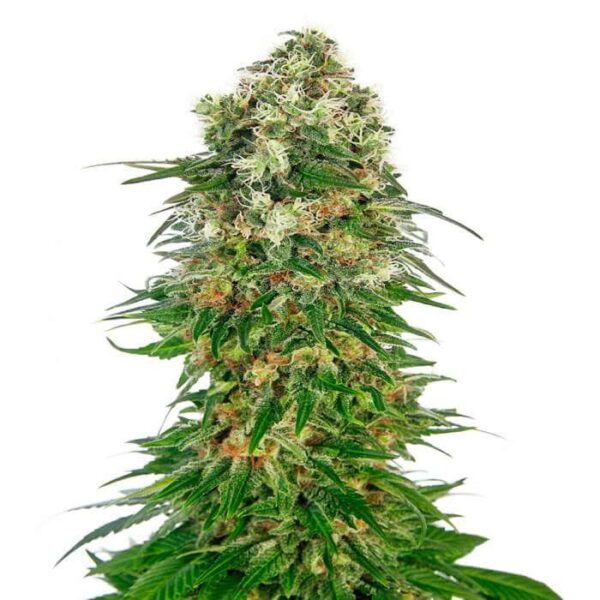 Shiva Skunk Automatic Seeds