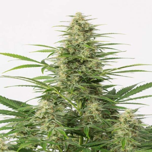 Sour Diesel Seeds Autoflowering