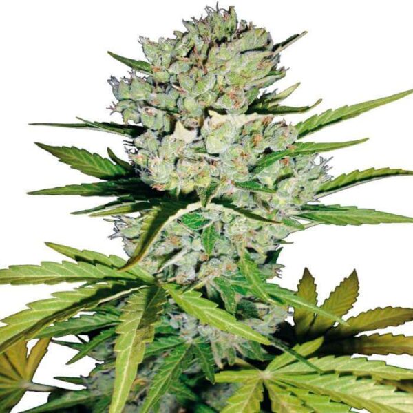 Super Skunk Autoflower Seeds