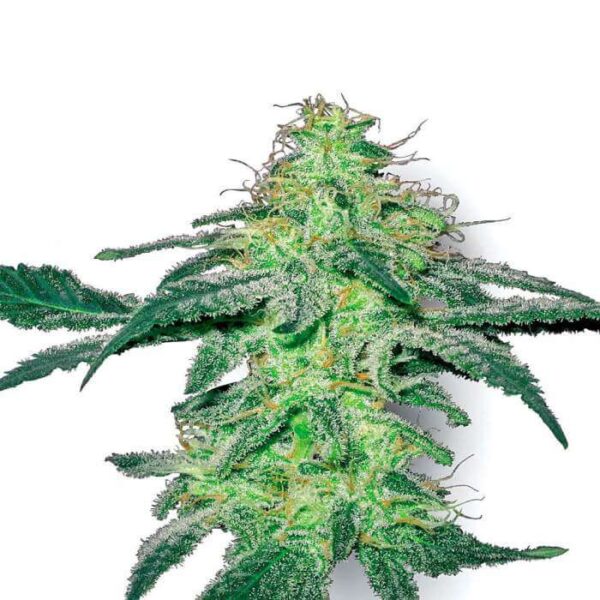 White Widow XXL Autoflowering Seeds